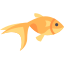 goldfish